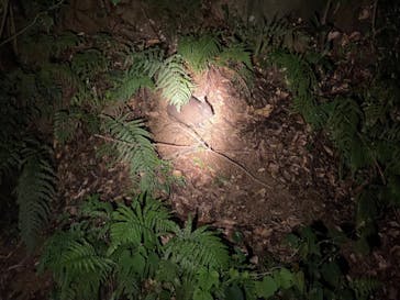 奄美ナイトツアーサービスに投稿された画像（2021/8/28）