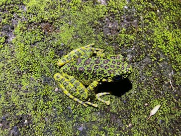 奄美ナイトツアーサービスに投稿された画像（2021/8/28）