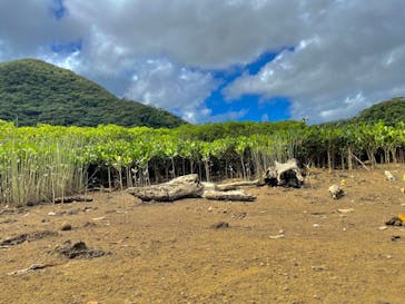 マングローブ茶屋に投稿された画像（2021/8/28）