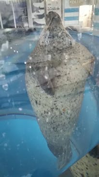 京都水族館に投稿された画像（2021/8/28）