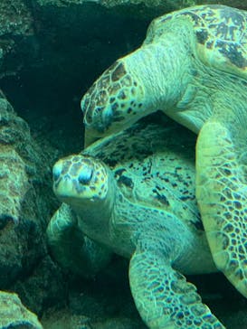 名古屋港水族館に投稿された画像（2021/8/28）
