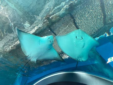 マクセル アクアパーク品川に投稿された画像（2021/8/28）