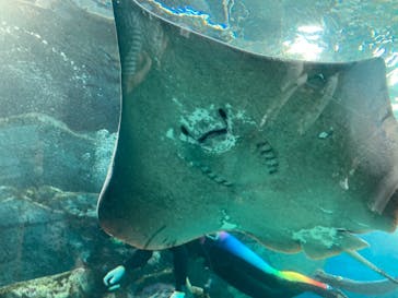 マクセル アクアパーク品川に投稿された画像（2021/8/28）