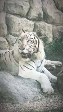 東武動物公園に投稿された画像（2021/8/28）