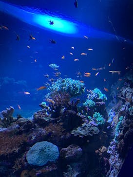 サンシャイン水族館に投稿された画像（2021/8/28）