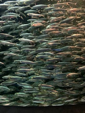 サンシャイン水族館に投稿された画像（2021/8/28）