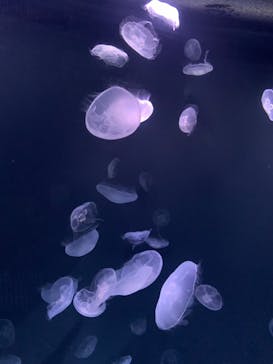 サンシャイン水族館に投稿された画像（2021/8/28）