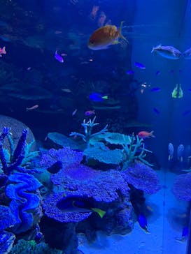 サンシャイン水族館に投稿された画像（2021/8/28）