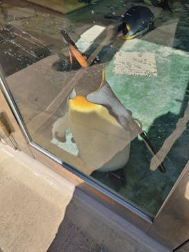 下田海中水族館に投稿された画像（2021/8/28）