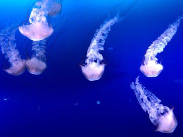 新江ノ島水族館に投稿された画像（2021/8/28）