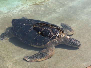 新江ノ島水族館に投稿された画像（2021/8/28）
