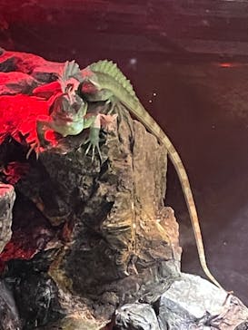 マクセル アクアパーク品川に投稿された画像（2021/8/28）