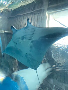 マクセル アクアパーク品川に投稿された画像（2021/8/28）