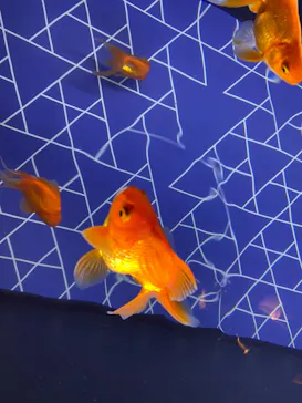 すみだ水族館に投稿された画像（2021/8/28）