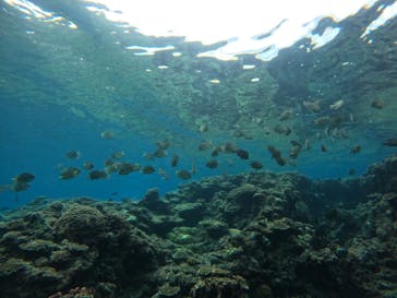 青の洞窟専門店　沖縄ダイビングショップ和に投稿された画像（2021/8/29）