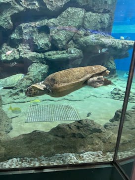 名古屋港水族館に投稿された画像（2021/8/29）