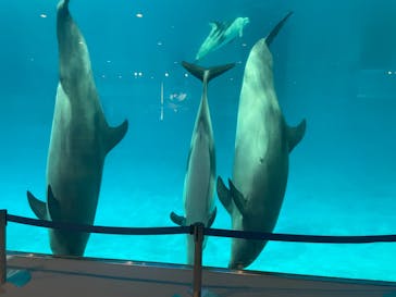 名古屋港水族館に投稿された画像（2021/8/29）
