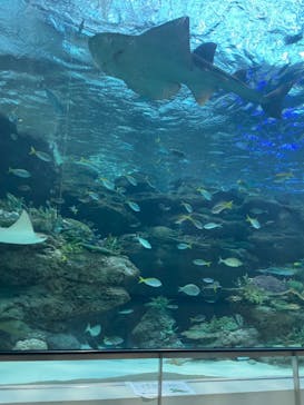 名古屋港水族館に投稿された画像（2021/8/29）