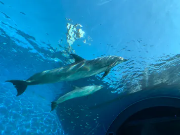 横浜・八景島シーパラダイスに投稿された画像（2021/8/29）