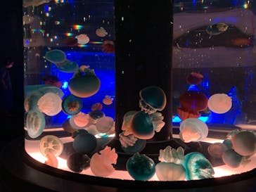 マクセル アクアパーク品川に投稿された画像（2021/8/29）