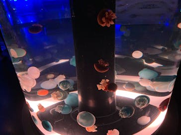 マクセル アクアパーク品川に投稿された画像（2021/8/29）