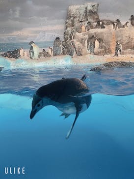 名古屋港水族館に投稿された画像（2021/8/29）