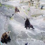 のぼりべつクマ牧場に投稿された画像（2021/8/29）