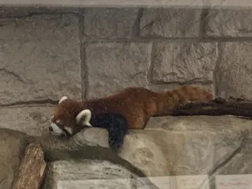 天王寺動物園に投稿された画像（2021/8/29）