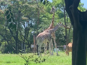 天王寺動物園に投稿された画像（2021/8/29）