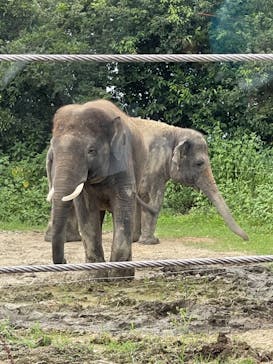 群馬サファリパークに投稿された画像（2021/8/29）