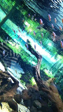 カワスイ 川崎⽔族館に投稿された画像（2021/8/29）