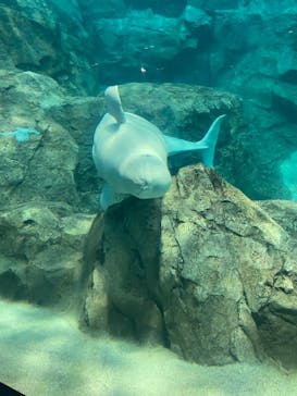 名古屋港水族館に投稿された画像（2021/8/29）