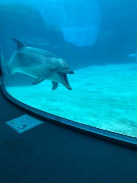 名古屋港水族館に投稿された画像（2021/8/29）
