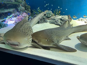 マクセル アクアパーク品川に投稿された画像（2021/8/29）