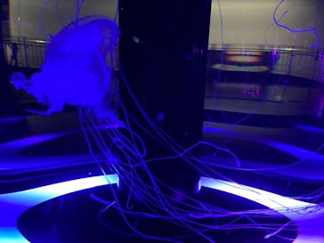 マクセル アクアパーク品川に投稿された画像（2021/8/29）