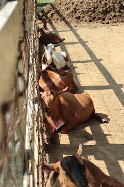 成田ゆめ牧場に投稿された画像（2021/8/29）