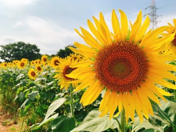 成田ゆめ牧場に投稿された画像（2021/8/29）