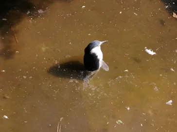 天王寺動物園に投稿された画像（2021/8/29）