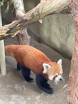 熱川バナナワニ園に投稿された画像（2021/8/29）