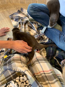 カワウソカフェHARRY原宿テラス店に投稿された画像（2021/8/29）