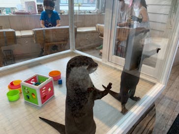 カワウソカフェHARRY原宿テラス店に投稿された画像（2021/8/29）