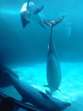 名古屋港水族館に投稿された画像（2021/8/29）