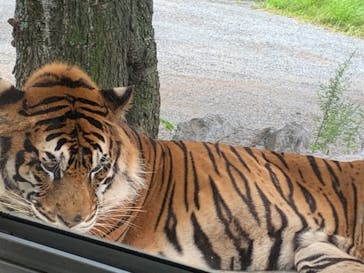 秋吉台自然動物公園 サファリランドに投稿された画像（2021/8/29）
