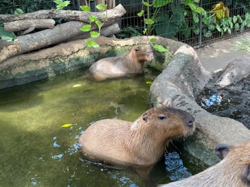 神戸どうぶつ王国に投稿された画像（2021/8/29）