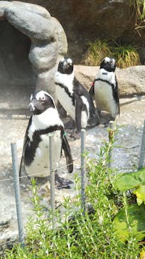 サンシャイン水族館に投稿された画像（2021/8/29）