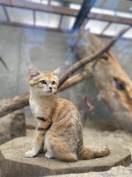 神戸どうぶつ王国に投稿された画像（2021/8/29）