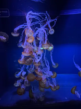 すみだ水族館に投稿された画像（2021/8/29）