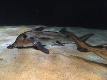 サンシャイン水族館に投稿された画像（2021/8/29）