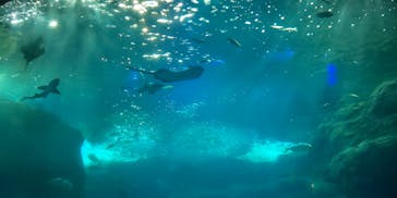 新江ノ島水族館に投稿された画像（2021/8/29）