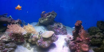 新江ノ島水族館に投稿された画像（2021/8/29）